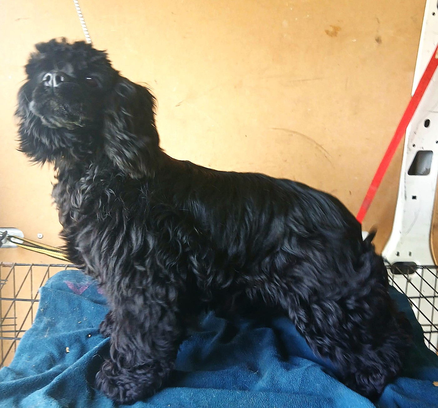 Anubis Du Trio Des Malous