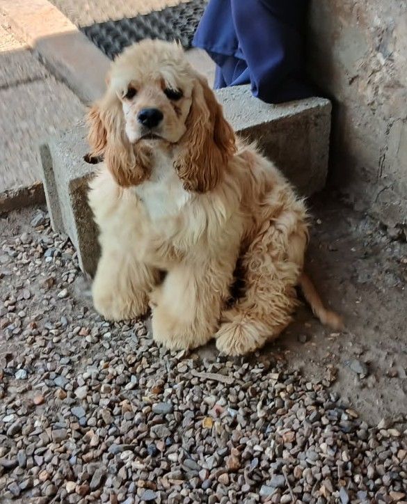 Vincent van gogh de l ecrin des précieuses