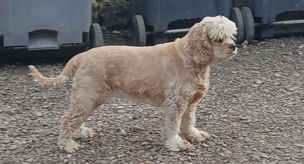Sashimi de l ecrin des précieuses