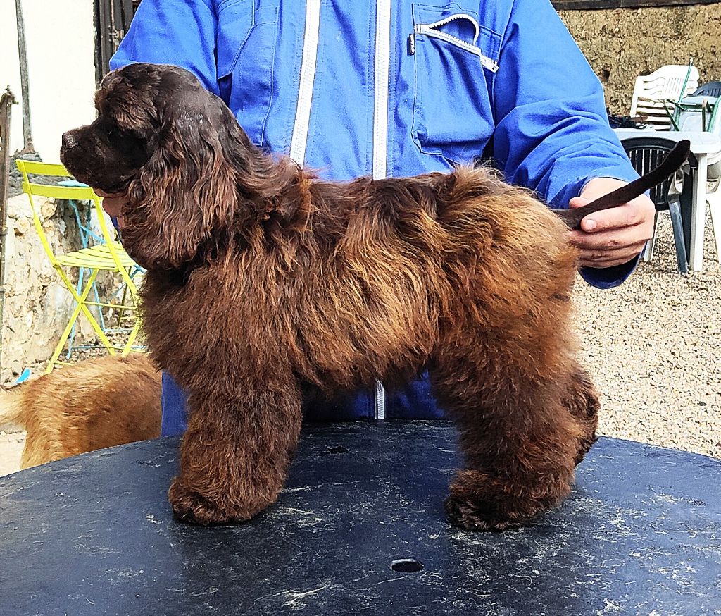 Asais-cocktail Du Trio Des Malous