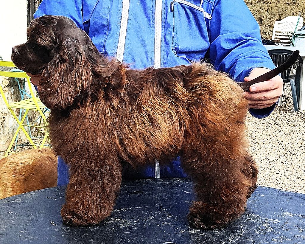 Asais-cocktail Du Trio Des Malous