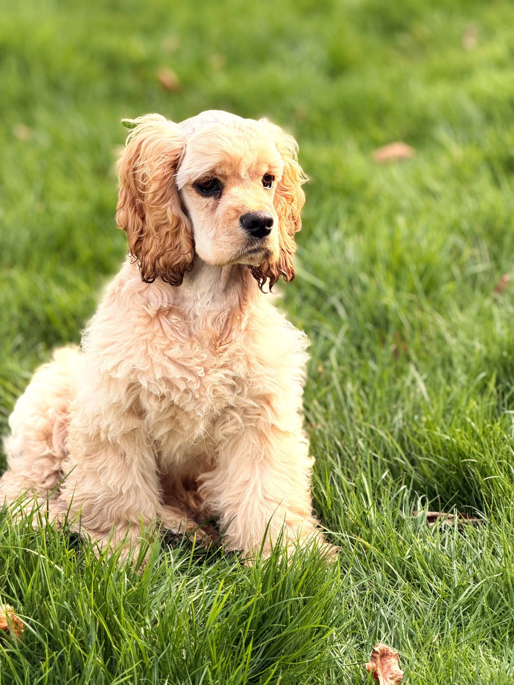 Du Trio Des Malous - Nos Bébés à l Etranger