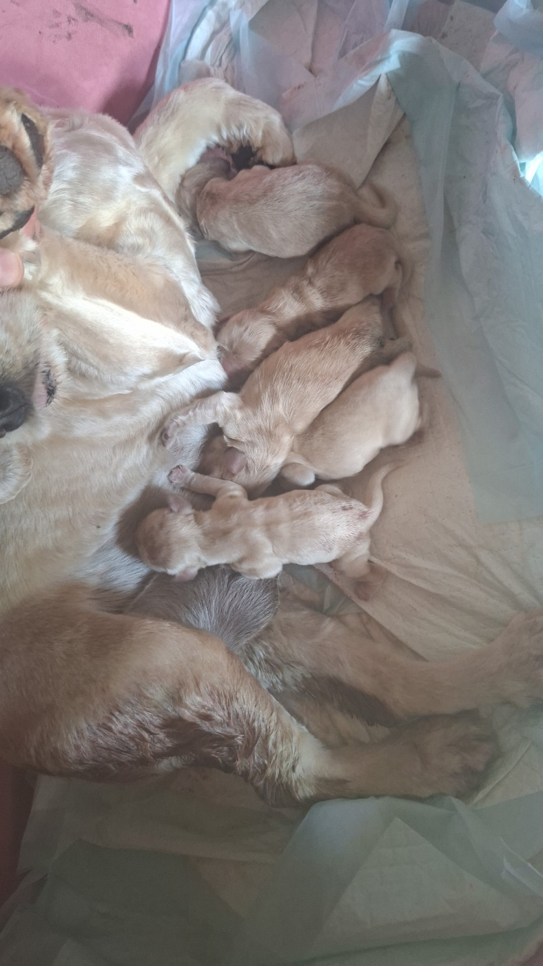 Chiots nés a l'élevage