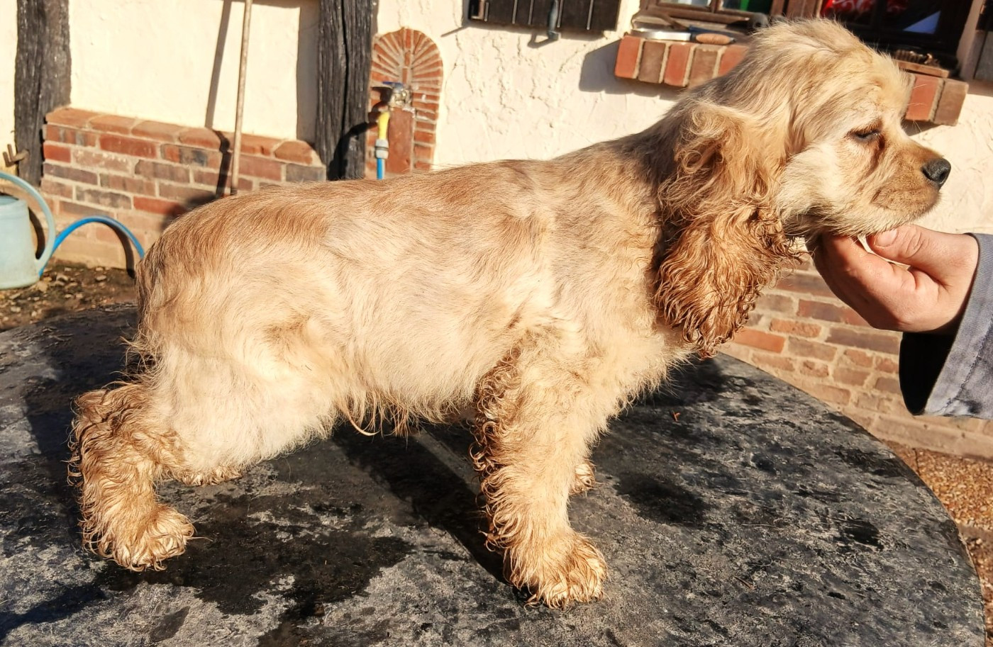 Du Trio Des Malous - Chiots disponibles - American Cocker Spaniel