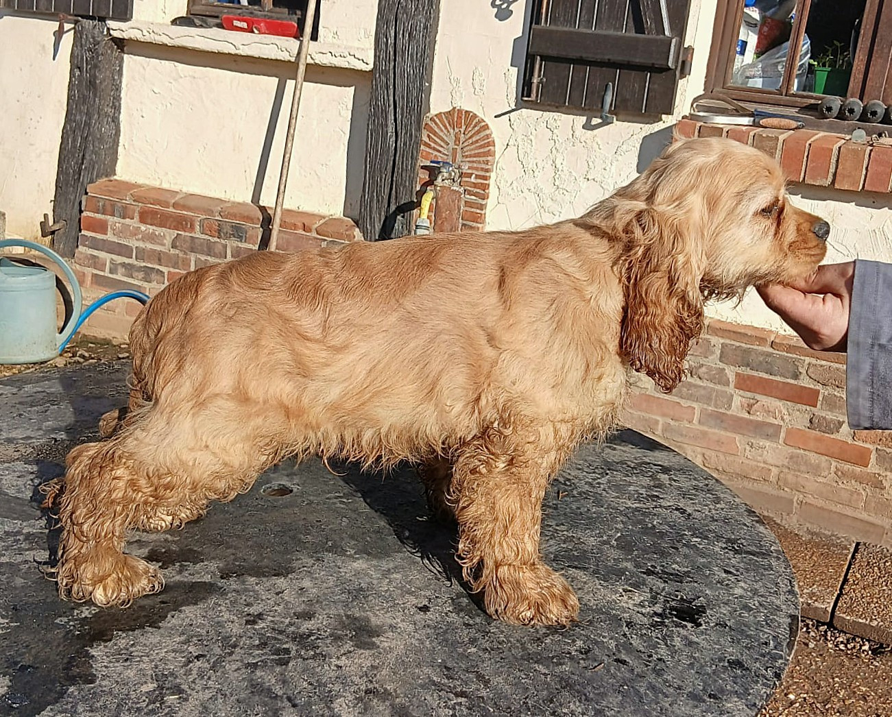 Du Trio Des Malous - Chiots disponibles - American Cocker Spaniel