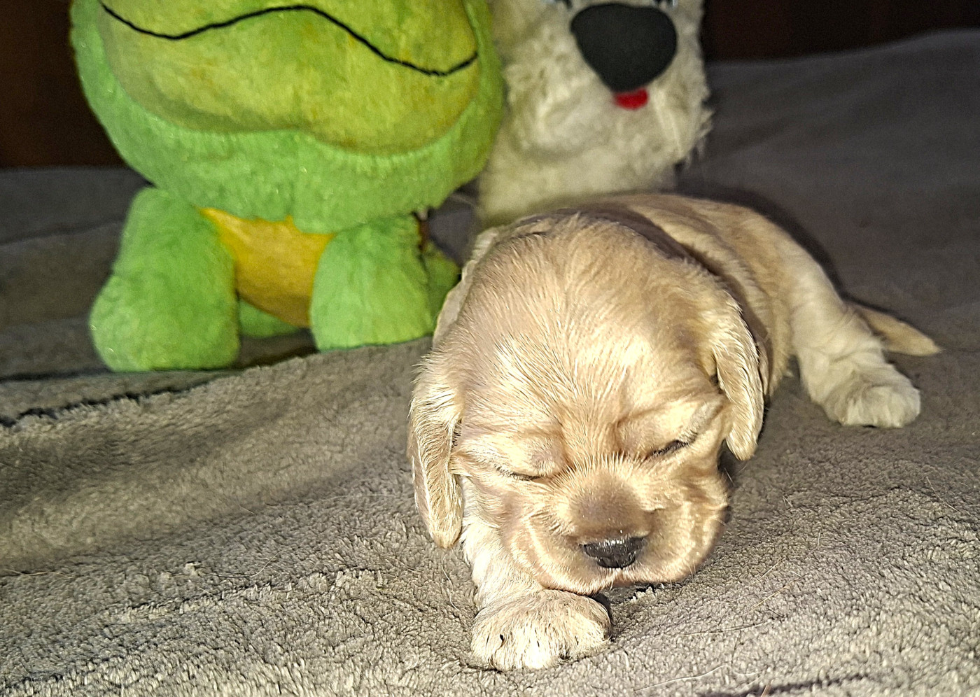 Du Trio Des Malous - Chiots disponibles - American Cocker Spaniel