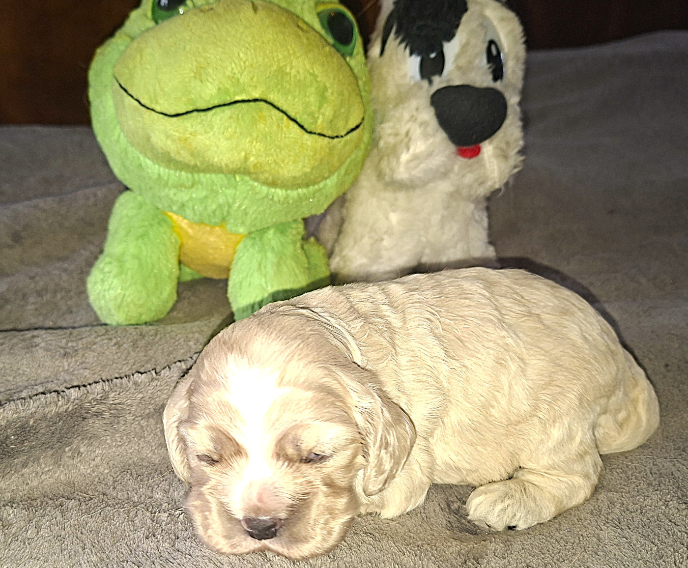 Du Trio Des Malous - Chiots disponibles - American Cocker Spaniel