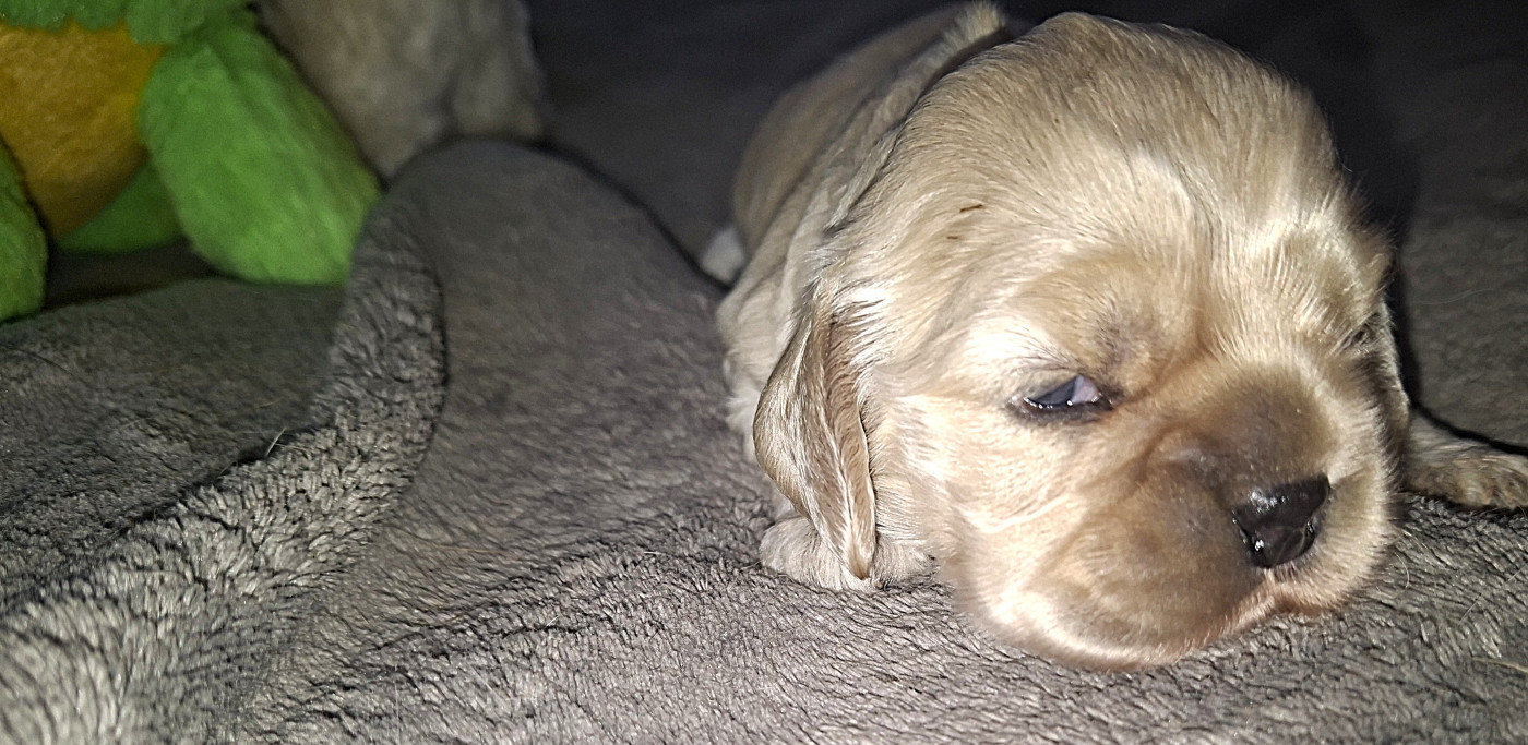 Du Trio Des Malous - Chiots disponibles - American Cocker Spaniel
