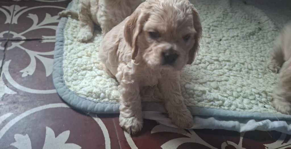 Du Trio Des Malous - Chiots disponibles - American Cocker Spaniel