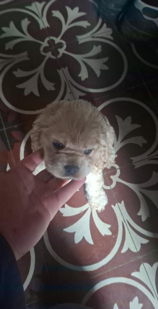 Du Trio Des Malous - Chiots disponibles - American Cocker Spaniel