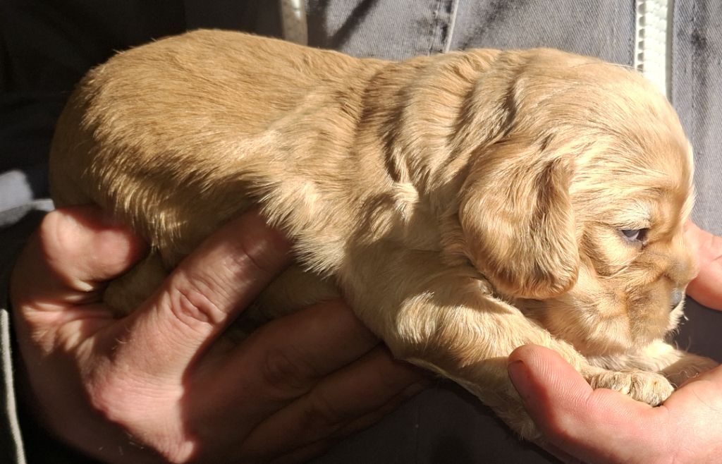 Du Trio Des Malous - Chiots disponibles - American Cocker Spaniel