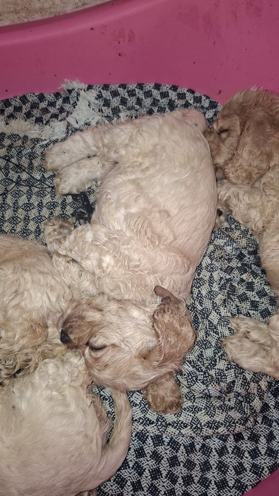 Du Trio Des Malous - Chiots disponibles - American Cocker Spaniel