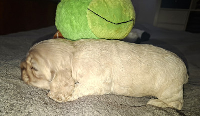Chiot N°2