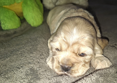 Chiot N°3