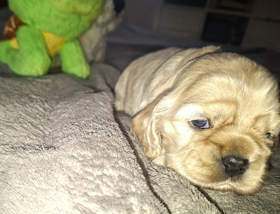 Chiot N°4