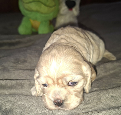 Chiot N°5