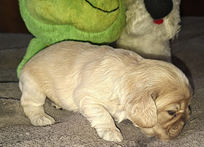 Chiot N°4