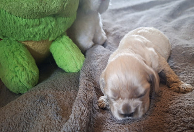 Chiot N°5