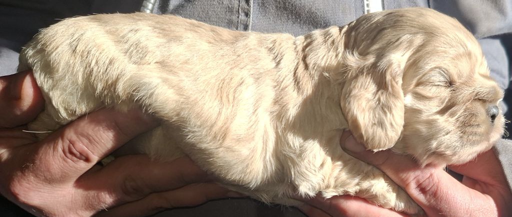 Du Trio Des Malous - Chiots disponibles - American Cocker Spaniel